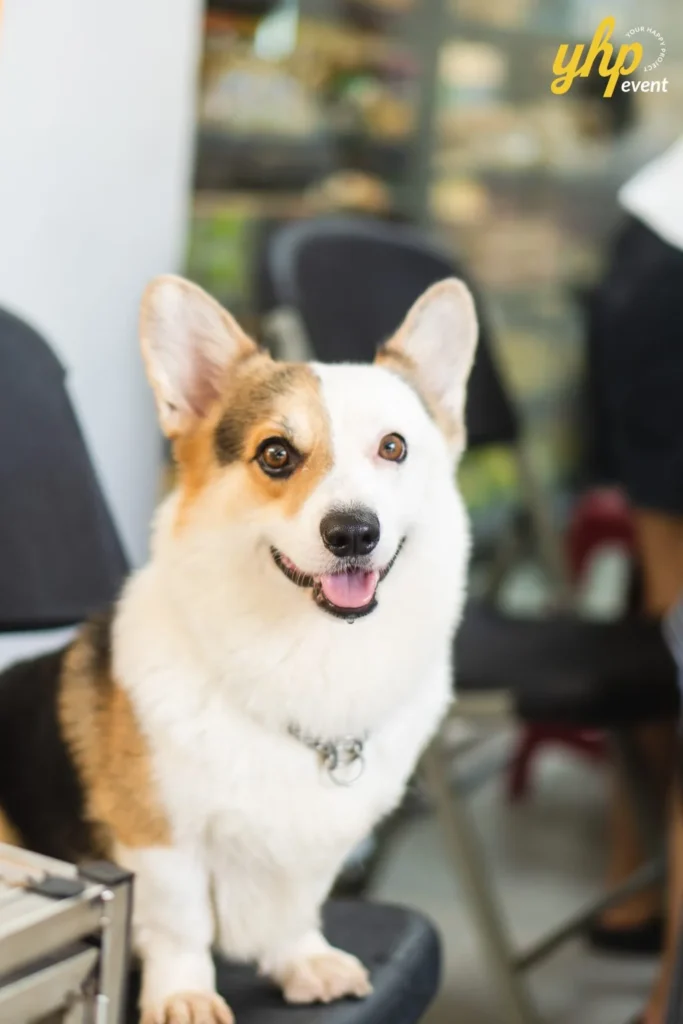 A smiling tricolor Pembroke Welsh Corgi