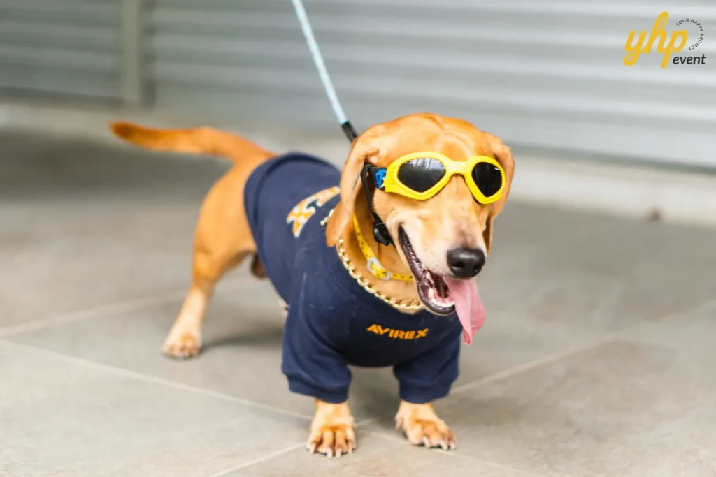 Dachshund pet wearing yellow sunglasses and a blue sweater