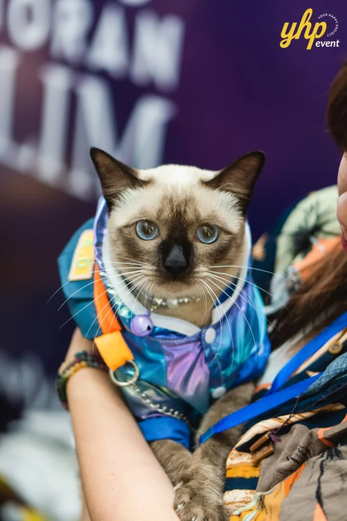 A beautiful Siamese cat pet wearing a shiny holographic blue jacket being held by its owner