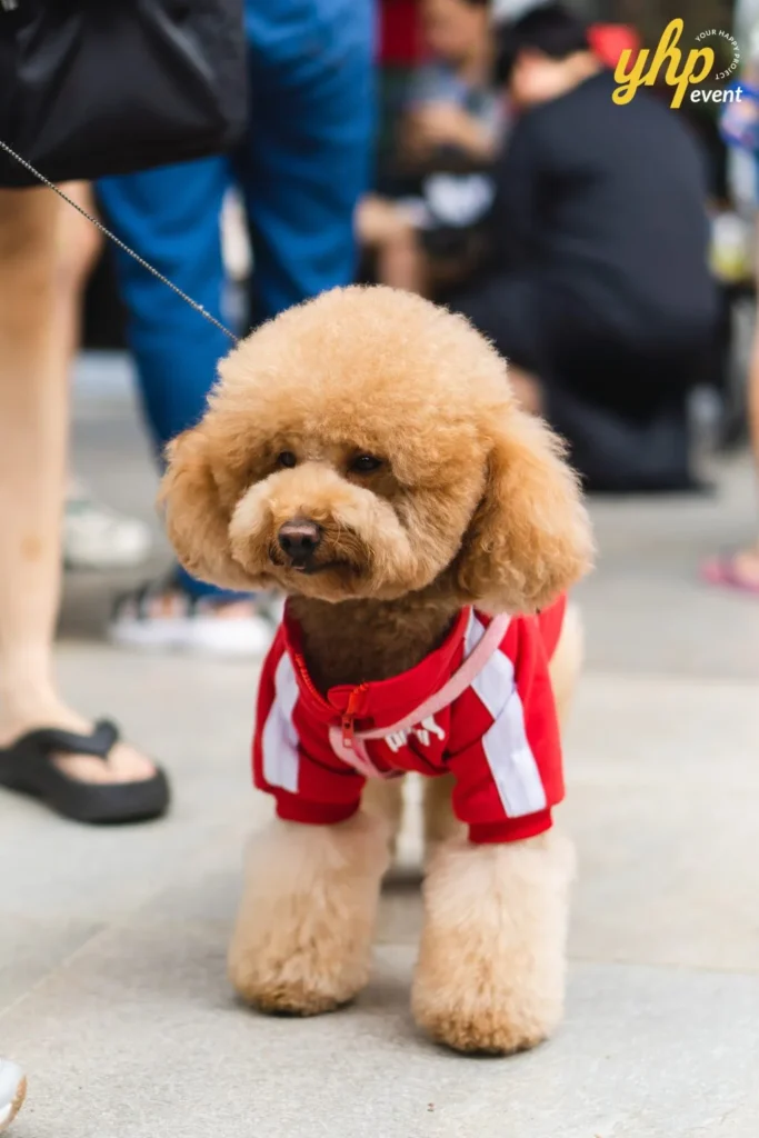 A small fluffy brown poodle pet wearing a red and white tracksuit