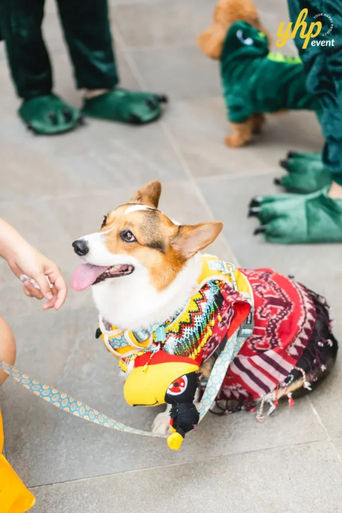 Pembroke Welsh Corgi pet wearing a colorful traditional beaded vest and red fabric