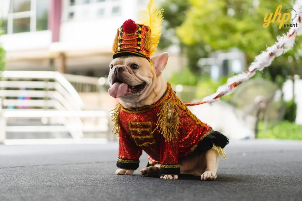 A tan French Bulldog pet dressed in a red and gold marching band costume with a feathered hat