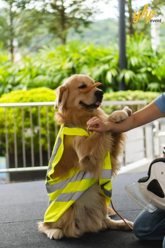 A golden retriever pet balancing a treat on its nose while wearing a yellow high visibility safety vest