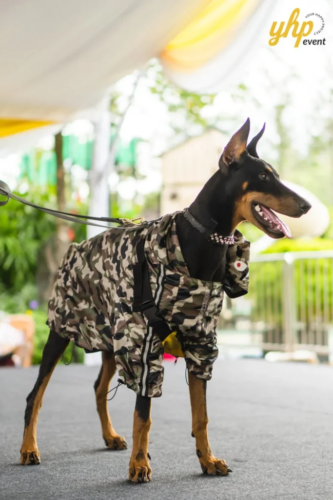 A large black and tan Doberman pet wearing a camouflage print jacket and a spiked collar on a leash