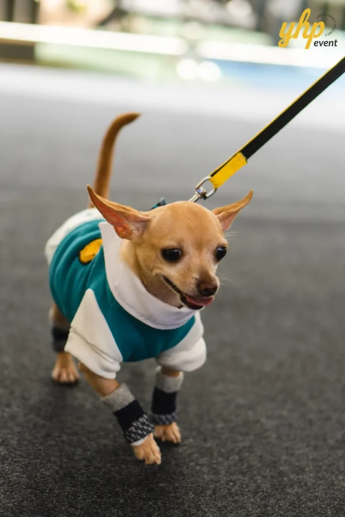 A tiny tan chihuahua pet wearing a green and white varsity jacket and small leg warmers on a leash