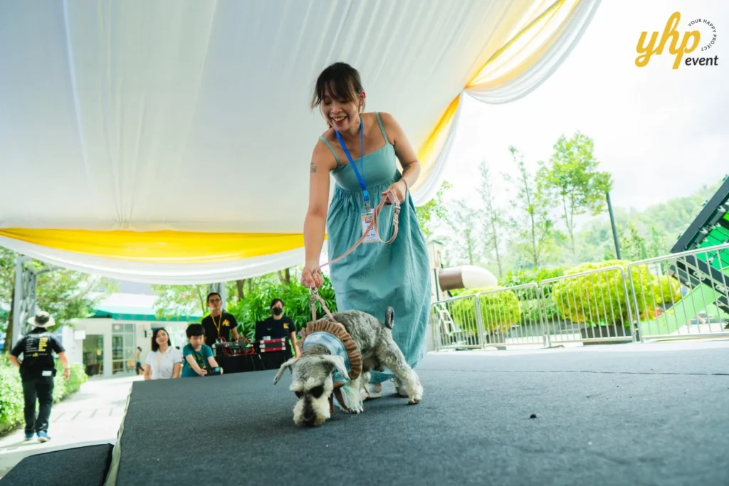 Pet owner walking a small Schnauzer dog on a stage