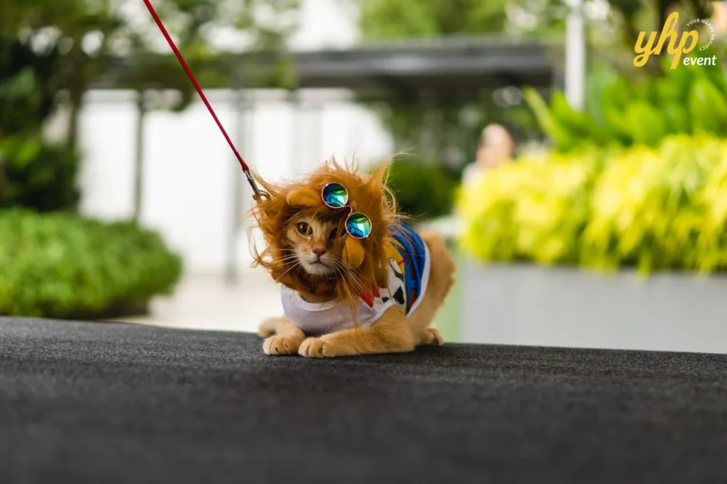 Ginger cat wearing a lion mane and sunglasses sitting on a stage