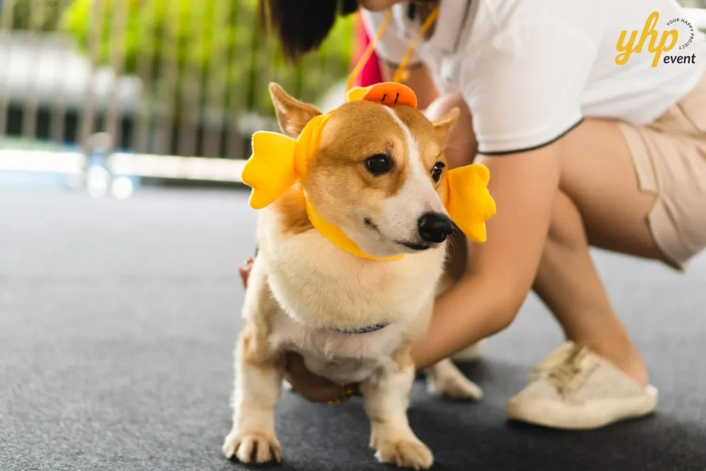 Corgi dog wearing a yellow duck hat being held by its owner