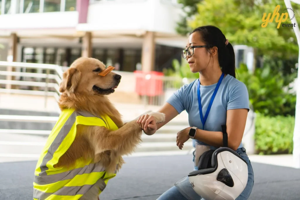 Golden Retriever wearing a safety vest balancing a treat on its nose