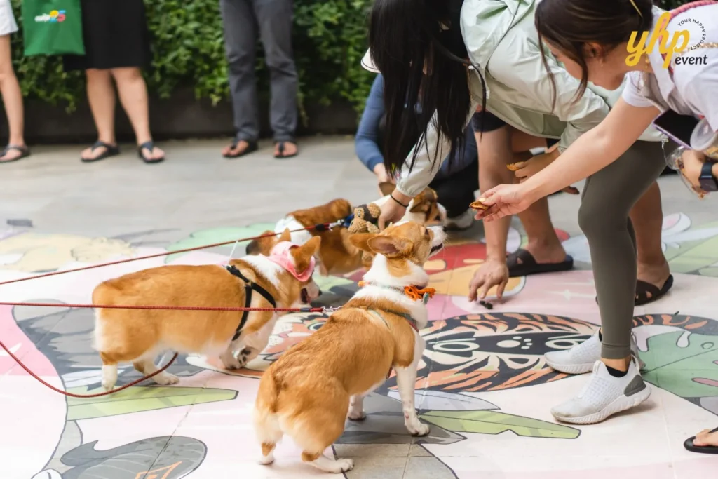 Pet owners feeding treats to their Corgis