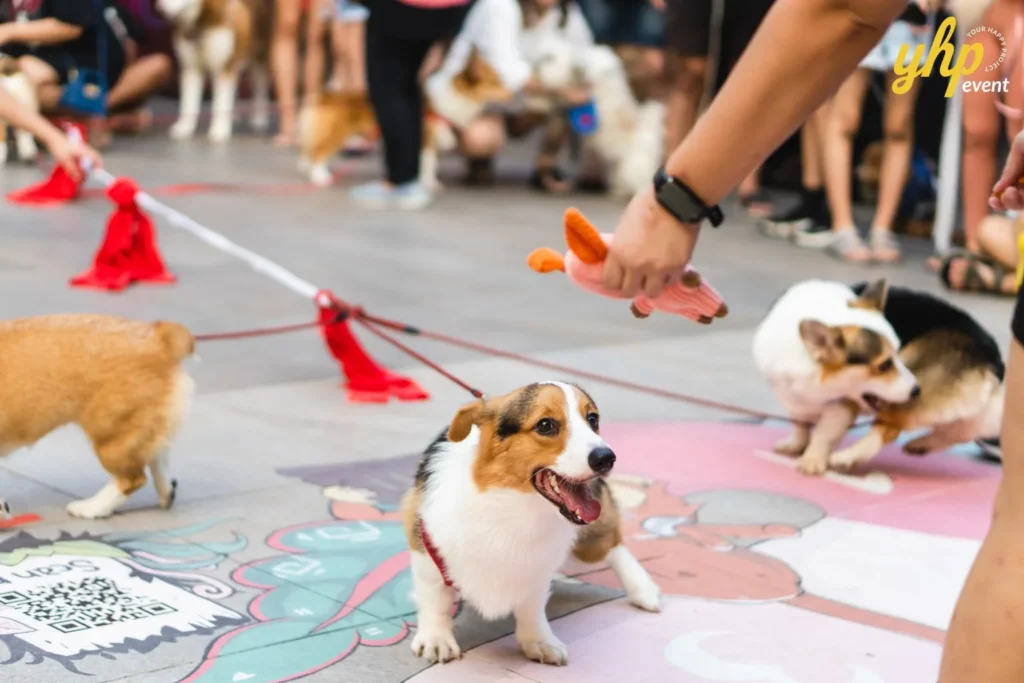 Excited Corgi dog looking at a toy held by its owner during a play session