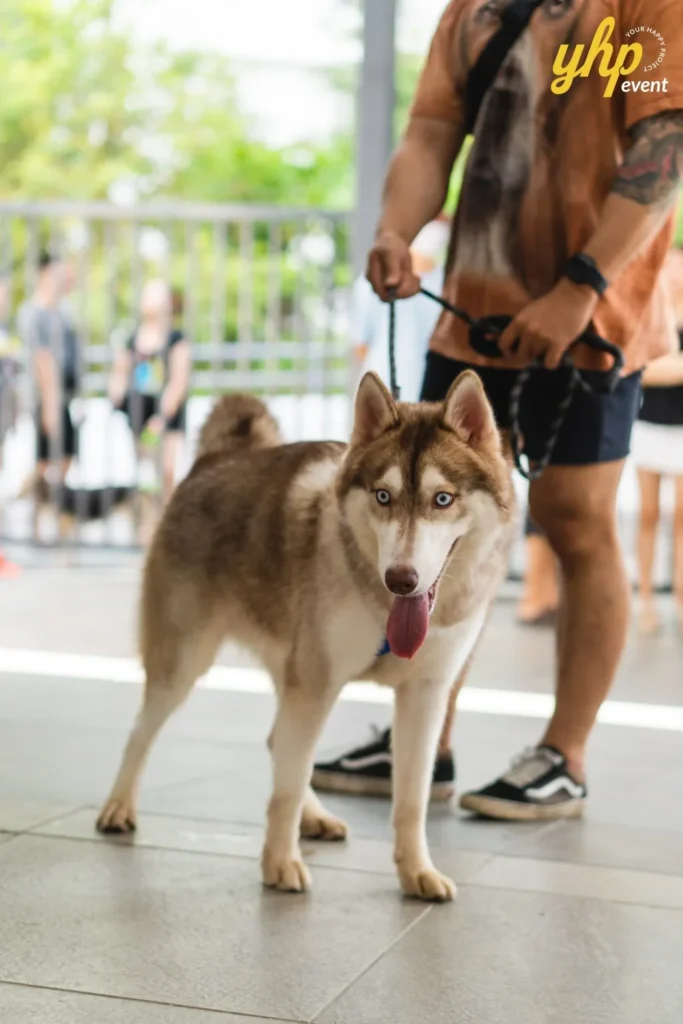 A brown and white Siberian Husky with blue eyes standing on a leash