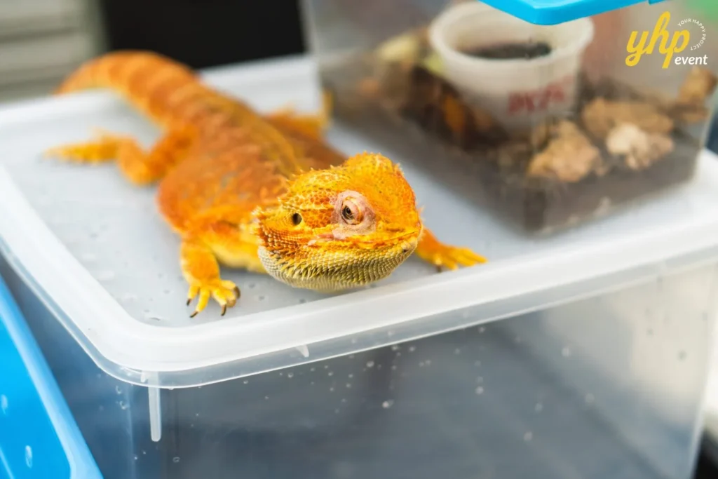 Bright orange bearded dragon lizard resting on top of a clear plastic container