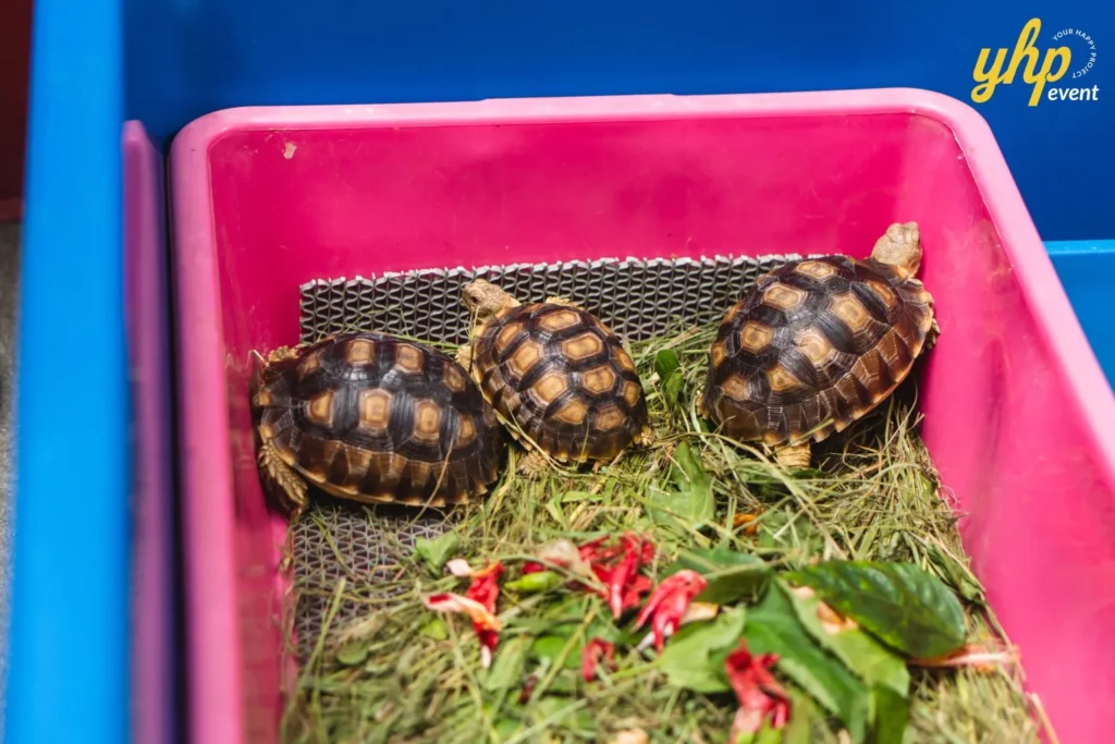 Three small tortoises resting in a pink plastic tub with fresh greens