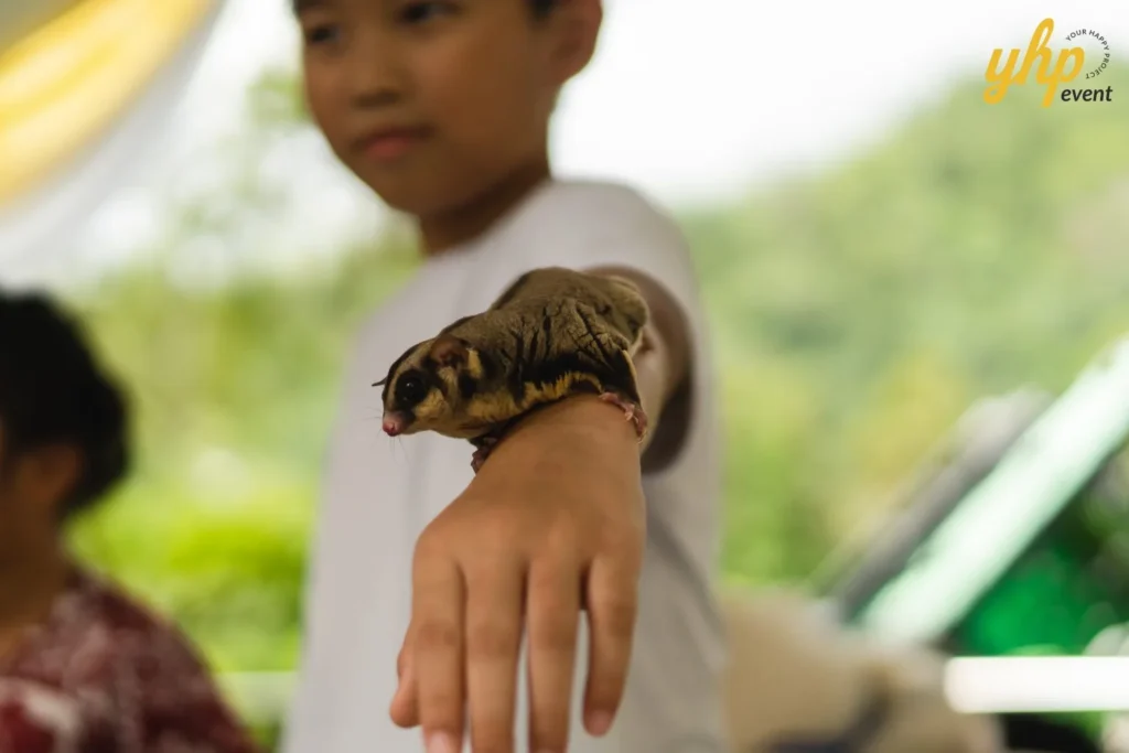 A small sugar glider exotic pet crawling on a person's arm