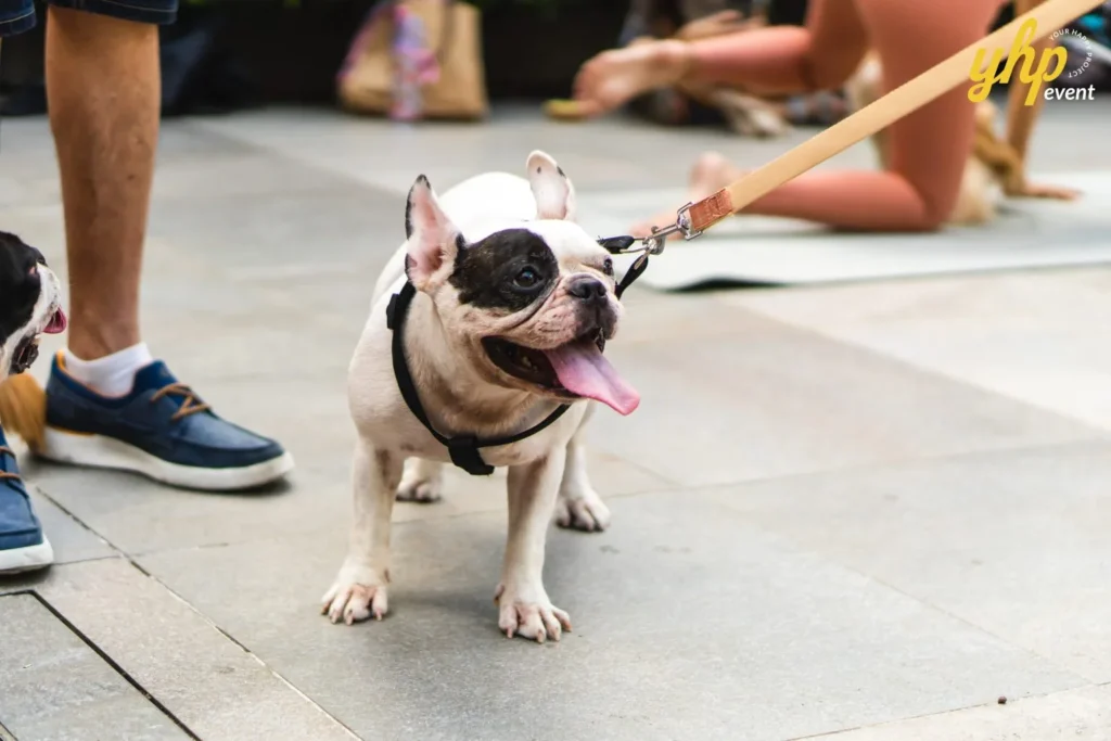 Portrait of a cute black and white French Bulldog
