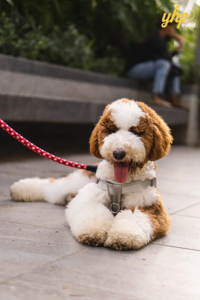 A fluffy brown and white Goldendoodle dog lying down on a patio