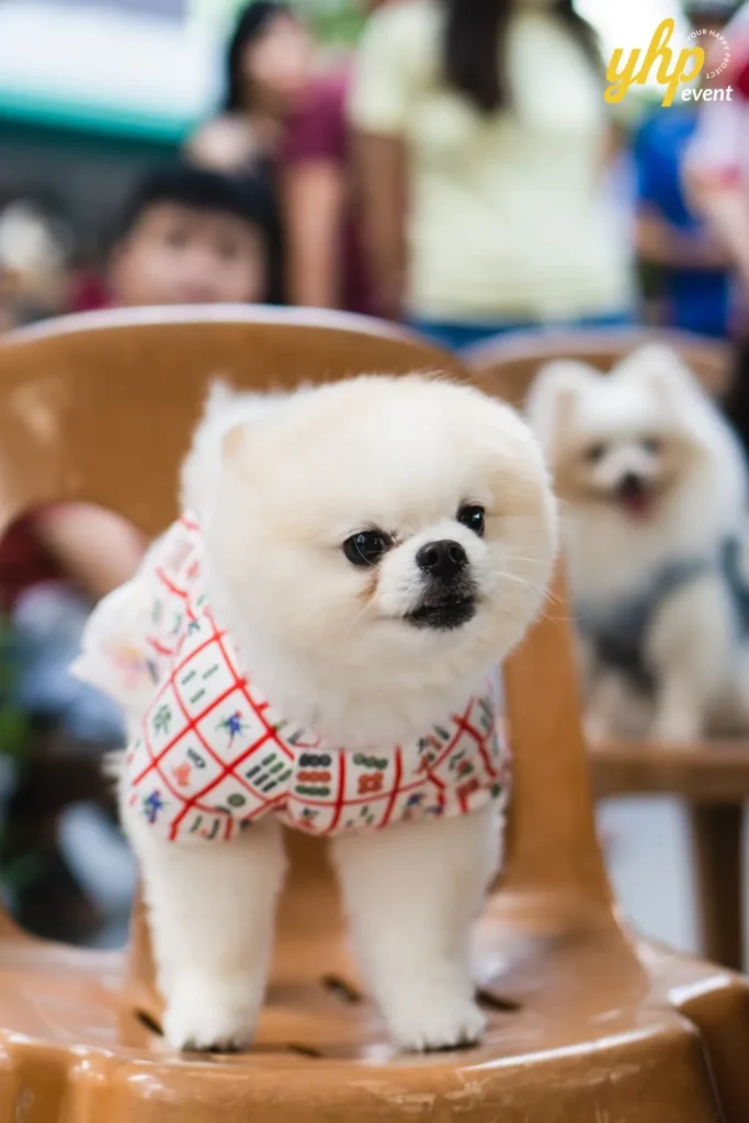 A tiny white Pomeranian dog wearing a mahjong patterned shirt sitting on a chair