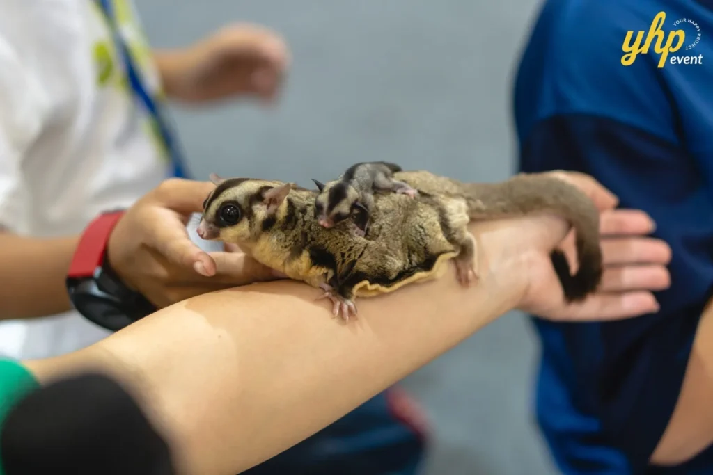 Super Kids Explorer: An Exciting Adventure at Bukit Bantayan 22 A mother sugar glider with its baby on an arm