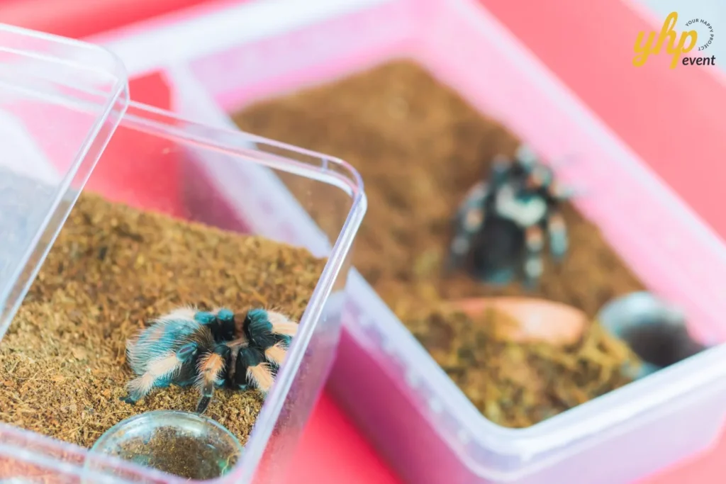 #TooHuattoHandle Lunar New Year Celebration 19 Two tarantulas in clear plastic enclosures with soil substrate